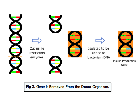 New 3 Genetic Engineering