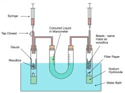 experiment of aerobic respiration