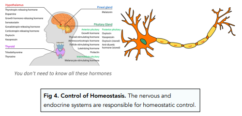 Homeostasis: An Introduction