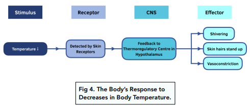 Increasing and Decreasing Body Temperature