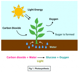 Photosynthesis: An Introduction - (GCSE Biology) - Study Mind