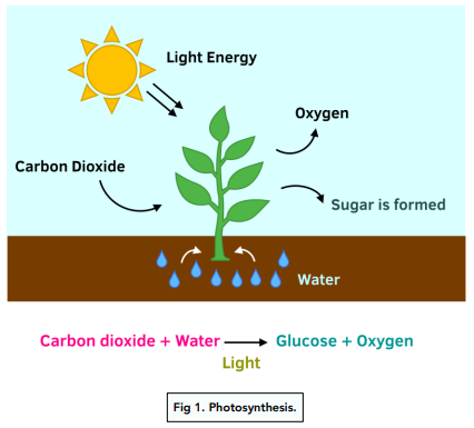 Photosynthesis: An Introduction