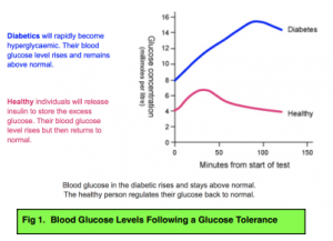 Control of Blood Glucose Concentration - Diabetes Mellitus: Type I & II ...