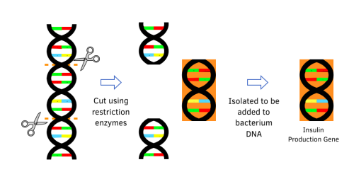New 3 Genetic Engineering