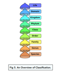 Classification - (GCSE Biology) - Study Mind