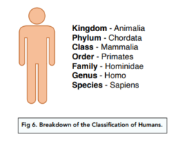 Classification - (GCSE Biology) - Study Mind