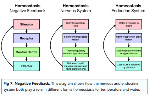 Homeostasis: An Introduction