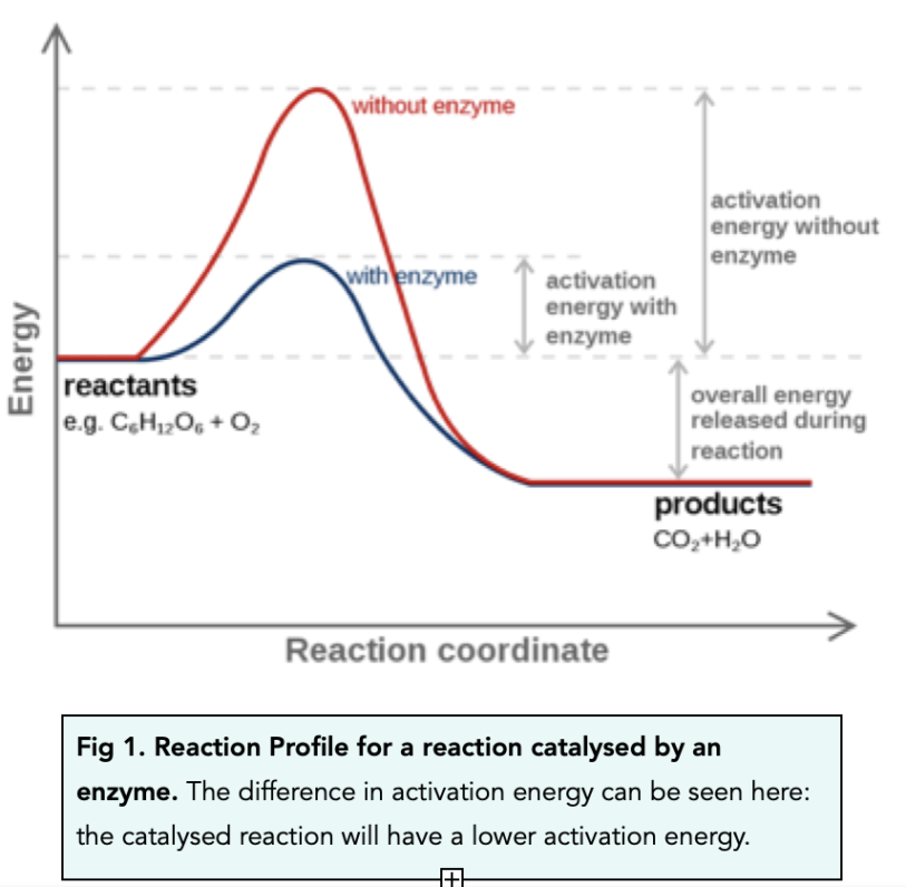 gcse catalyst experiment