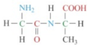 GCSE Chemistry - Amino Acids