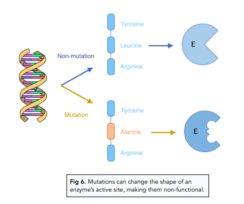 DNA - Mutations (GCSE Biology) - Study Mind