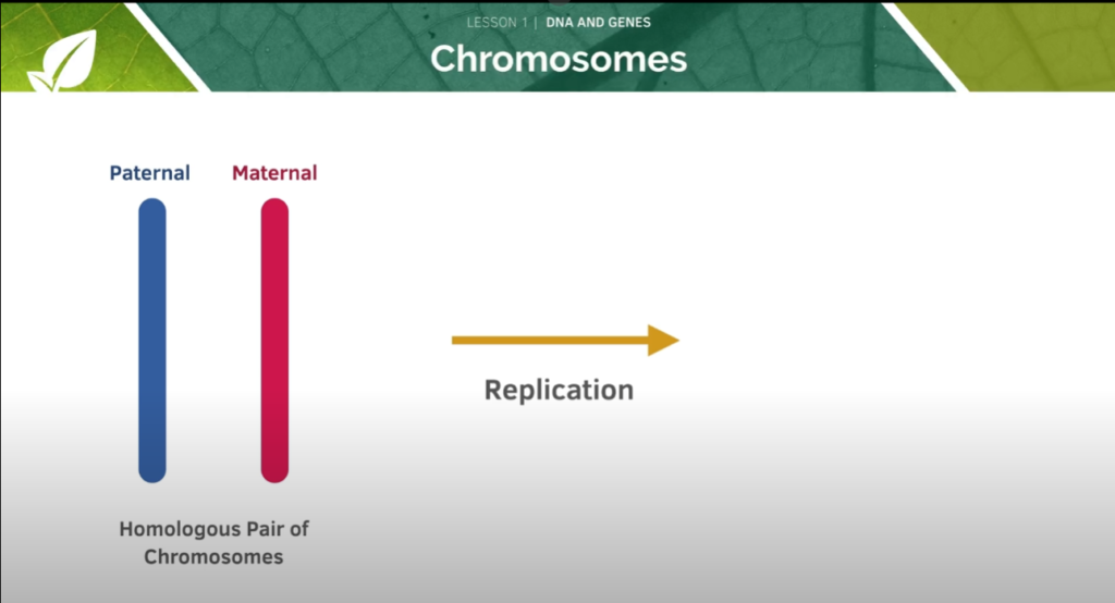 GCSE BiologyTutorial