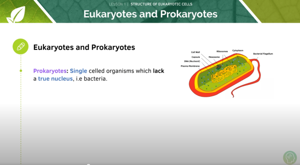 GCSE Biology Tutorial