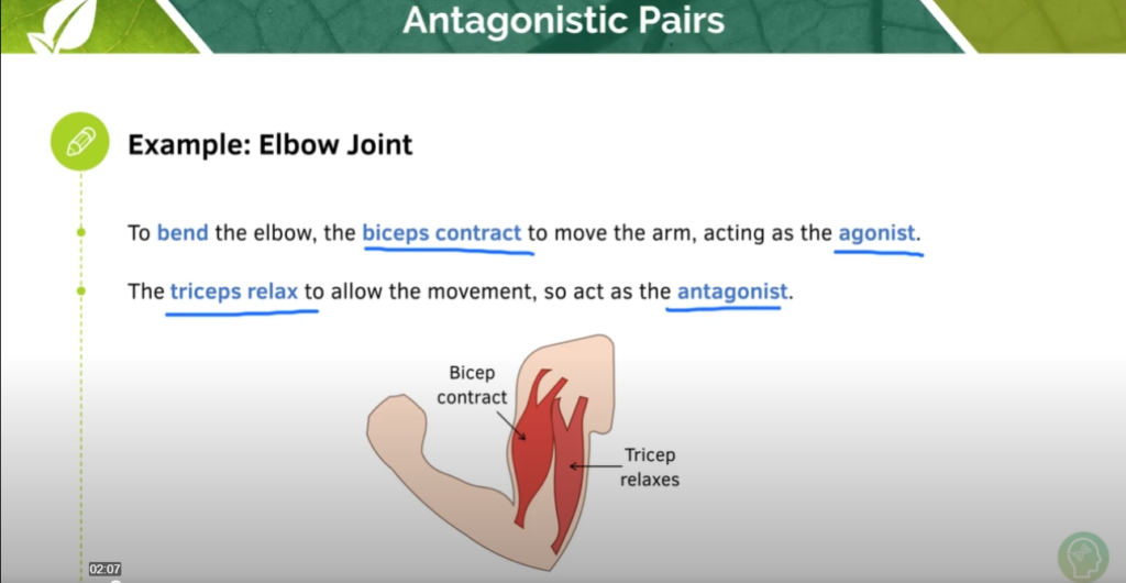 GCSE Biology Tutorial