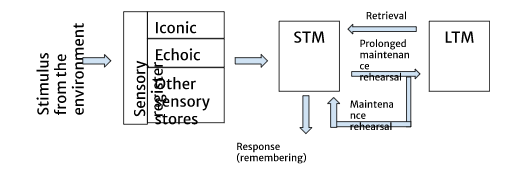 The multi-store model of memory